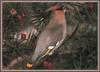 Bohemian Waxwing (Bombycilla garrulus)