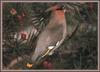 Bohemian Waxwing (Bombycilla garrulus)