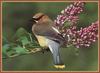 Cedar Waxwing (Bombycilla cedrorum)