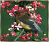 Cedar Waxwing (Bombycilla cedrorum)