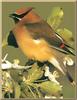 Cedar Waxwing (Bombycilla cedrorum)