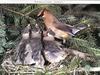 Cedar Waxwing & chick on nest (Bombycilla cedrorum)