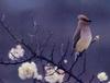 Cedar Waxwing (Bombycilla cedrorum)