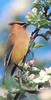 Cedar Waxwing (Bombycilla cedrorum)