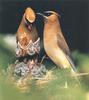 Cedar Waxwing family (Bombycilla cedrorum)