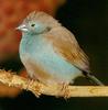 Blue-breasted Cordonbleu (Uraeginthus angolensis)