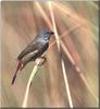 Yellow-bellied Waxbill (Estrilda quartinia)