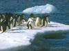 Adelie Penguin flock (Pygoscelis adeliae)