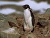 Adelie Penguin (Pygoscelis adeliae)