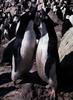 Adelie Penguin flock (Pygoscelis adeliae)