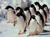 Adelie Penguin flock (Pygoscelis adeliae)