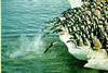 Adelie Penguin flock (Pygoscelis adeliae)