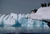 Adelie Penguin flock (Pygoscelis adeliae)