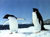 Adelie Penguin pair (Pygoscelis adeliae)