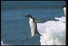 Adelie Penguin (Pygoscelis adeliae)