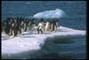 Adelie Penguin flock (Pygoscelis adeliae)