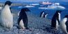 Adelie Penguin flock (Pygoscelis adeliae)