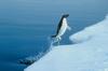 Adelie Penguin (Pygoscelis adeliae)