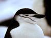 Chinstrap Penguin (Pygoscelis antarctica)