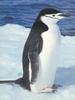 Chinstrap Penguin (Pygoscelis antarctica)