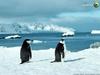 Chinstrap Penguin (Pygoscelis antarctica)