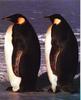 Emperor Penguin duo (Aptenodytes forsteri)