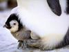 Emperor Penguin chick (Aptenodytes forsteri)