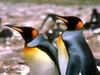 Emperor Penguins (Aptenodytes forsteri)