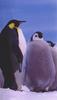 Emperor Penguin & chicks (Aptenodytes forsteri)