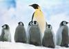 Emperor Penguin & chicks (Aptenodytes forsteri)