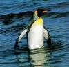 Emperor Penguin (Aptenodytes forsteri)