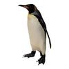 Emperor Penguin (Aptenodytes forsteri)