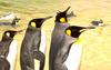 Emperor Penguin group (Aptenodytes forsteri)