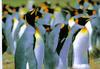 Emperor Penguin group (Aptenodytes forsteri)