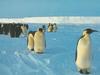 Emperor Penguin group (Aptenodytes forsteri)