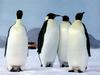 Emperor Penguin group (Aptenodytes forsteri)