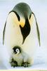 Emperor Penguin & chick (Aptenodytes forsteri)