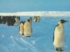 Emperor Penguin group (Aptenodytes forsteri)