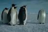 Emperor Penguin group (Aptenodytes forsteri)