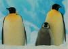 Emperor Penguin family (Aptenodytes forsteri)