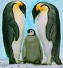 Emperor Penguin family (Aptenodytes forsteri)