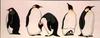 [Animal Art] Emperor Penguin (Aptenodytes forsteri)