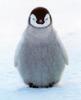 Emperor Penguin chick (Aptenodytes forsteri)