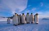 Emperor Penguin group (Aptenodytes forsteri)