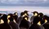 Emperor Penguin group (Aptenodytes forsteri)