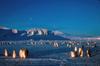 Emperor Penguin rookery (Aptenodytes forsteri)