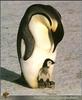 Emperor Penguin & chick (Aptenodytes forsteri)