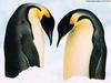 Emperor Penguin duo (Aptenodytes forsteri)