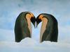Emperor Penguin duo (Aptenodytes forsteri)