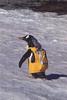 Gentoo Penguin in radio jacket (Pygoscelis papua)